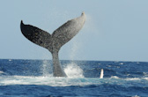 Tail Lobbing. Humpback
