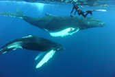 Swimmer with big calf and mother. Humpback
