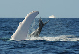 Mothers pectoral  & calf's tail. Humpback
