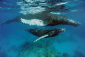 Mother & calf traveling. Humpback
