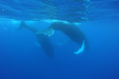 Courting Humpbacks