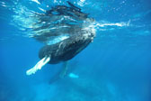 Humpback Calf