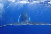 Humpback Whale 3