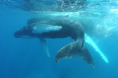 Humpback Whale 5