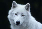 Arctic Wolf, Ellesmere